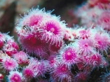 4 basic needs of corals