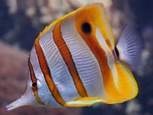 Copperband Butterfly