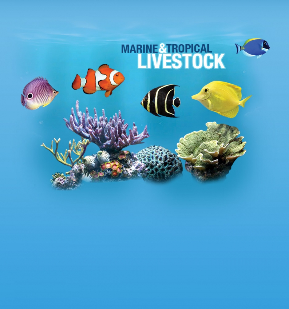 Slider Live Stock