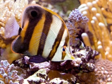 Mueller&#039;s Butterflyfish