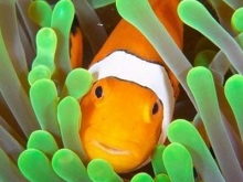 Breeding Clownfish
