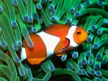 Choosing the right fish for your tank