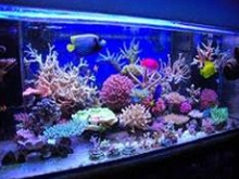 A guide to keeping an SPS Tank