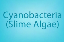 Cyanobacteria (Slime Algae)