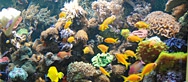 Aquariums