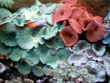 20 Corals for your Reef Tank