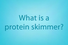 What is protein skimming?