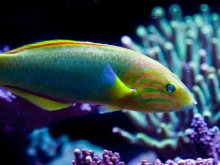Buying The Right Fish.