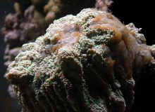 Brown Jelly Disease and Treatment