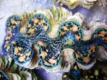 Tridacnid Clams