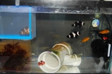 How to set up a Fish Quarantine Tank