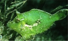 Bristletail File Fish