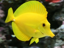 Best fish for Algae control