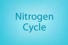 Nitrogen Cycle