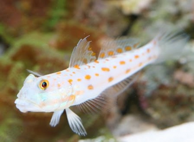 Orange Spotted Sleeper Goby