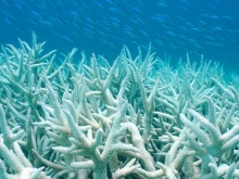 Coral Bleaching