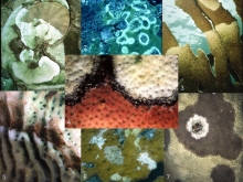 Coral diseases and related problems