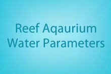 Reef Aquarium Water Parameters