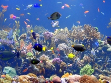 Buying a Marine Tank