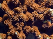 Best SPS Corals For Beginners