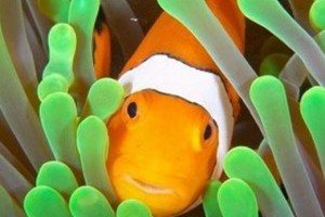 Breeding Clownfish