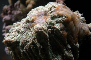 Brown Jelly Disease and Treatment