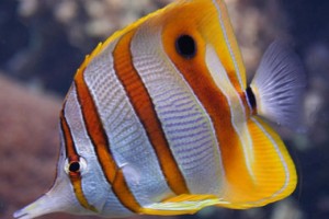 Copperband Butterfly