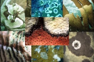 Coral diseases and related problems