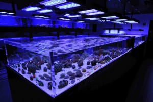 Marine Lighting Guide