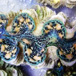 Tridacnid Clams
