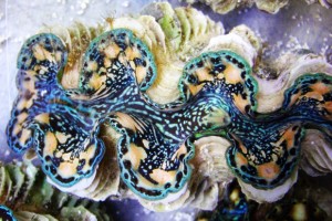 Tridacnid Clams