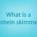 What is protein skimming