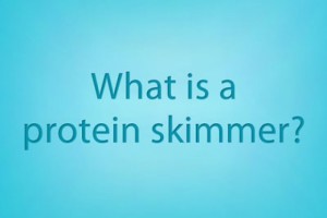 What is protein skimming