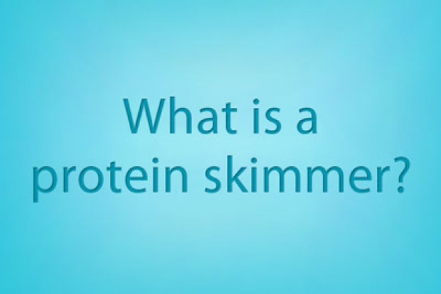 What is protein skimming