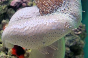 Why and how Leather Corals Shed