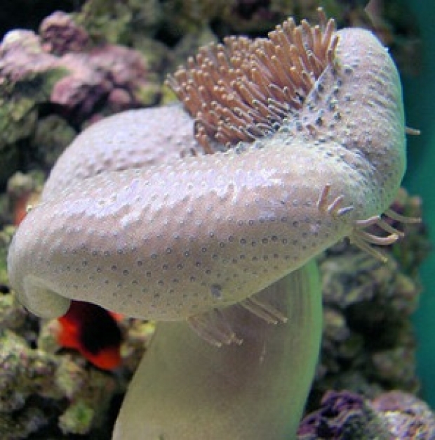 Why and how Leather Corals Shed