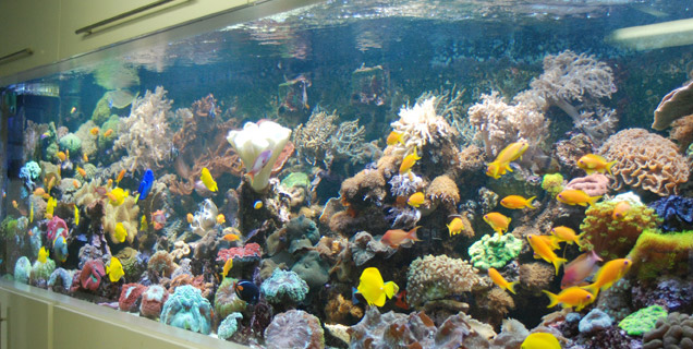 aquariums