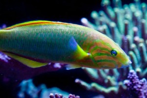 buying fish