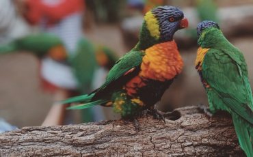close-up-photo-of-two-parrots-2598755