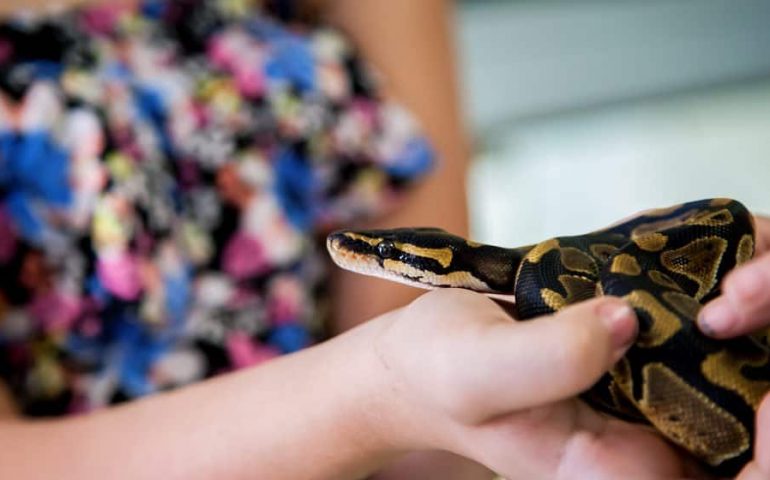 Euro spirit Pet care Snakes
